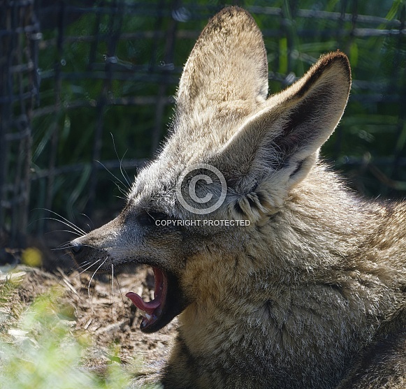 Bat Eared Fox