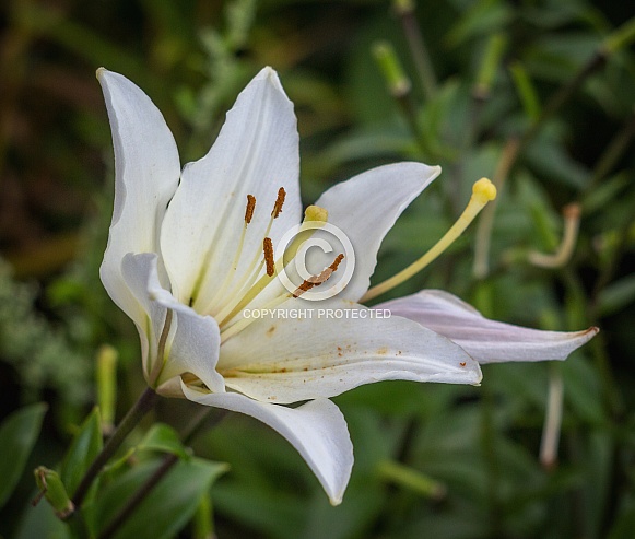White lilium White lilium