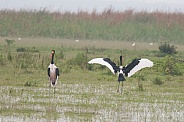 Saddle-billed Storks