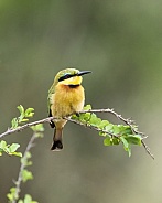 Green and Yellow Little Bee-eater