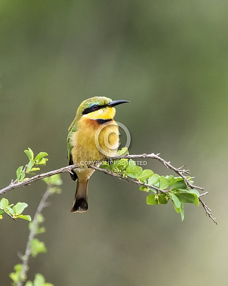 Green and Yellow Little Bee-eater