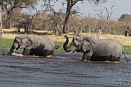 African elephants crossing river
