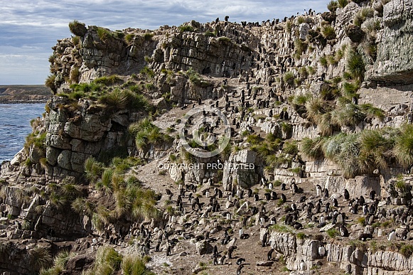 Southern Rockhopper Penguins - Falkland Islands