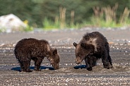 Two brown bear cubs digging for clams