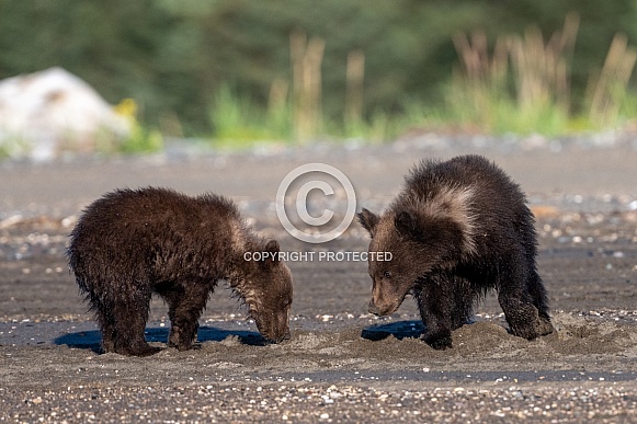 Two brown bear cubs digging for clams Two brown bear cubs digging for clams