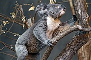 Koala