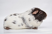 Dalmatian guinea pig