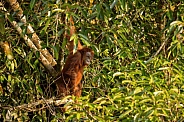 Sumatran orangutan in the nature habitat