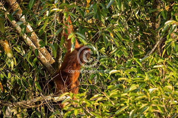 Sumatran orangutan in the nature habitat