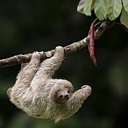 Sloth