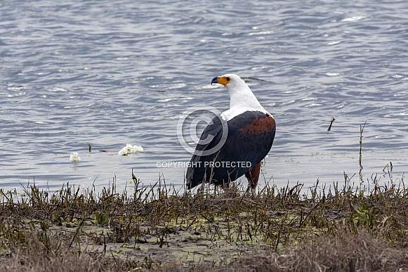 African Fish Eagle - Botswana African Fish Eagle - Botswana