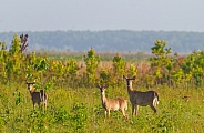 3 adult wild white tailed deer - Odocoileus virginianus clavium standing in an open meadow