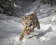 Canada Lynx-Sprinting Lynx
