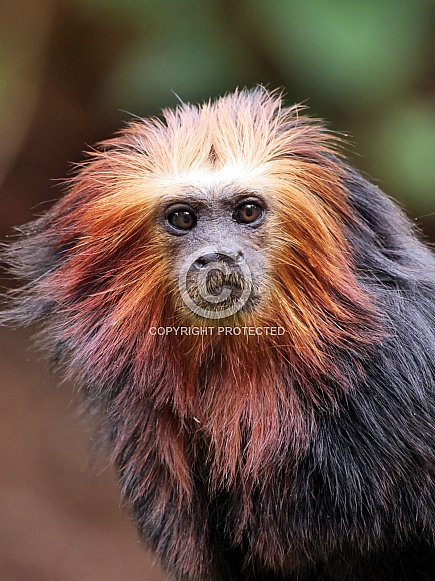 Golden Headed Lion Tamarin