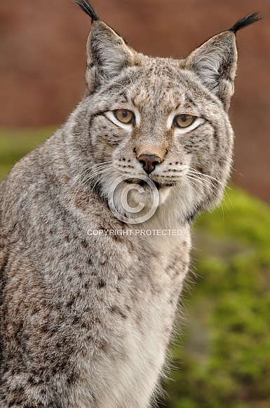 Lynx Lynx