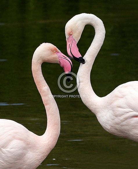 Flamingos