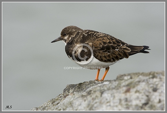 The ruddy turnstone (Arenaria interpres) The ruddy turnstone (Arenaria interpres)
