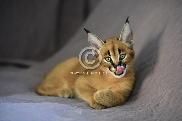 Young Caracal Young Caracal