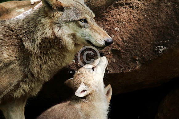 Wolf and Wolf Pups