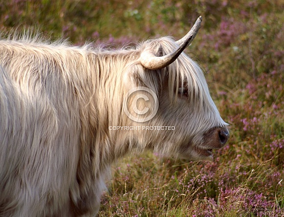 White Highland Cow White Highland Cow