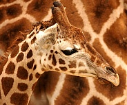 Baby Giraffe With Textured Fur Design