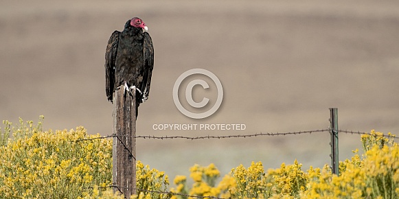 Turkey Vulture