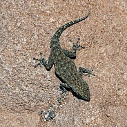 Agama Lizard - Namibia