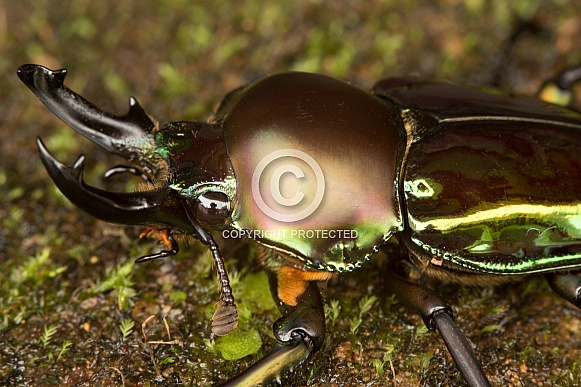 Rainbow stag beetle.