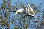 The Eurasian spoonbill