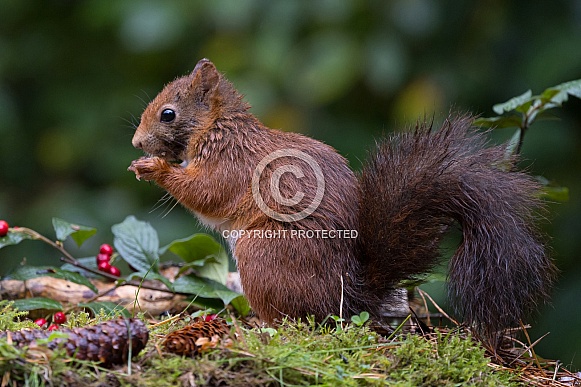Red Squirrel