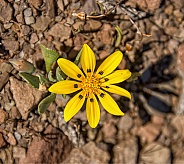 Gazania lichtensteinii wildflower