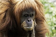 Sumatran Orangutan Walking Looking At Camera