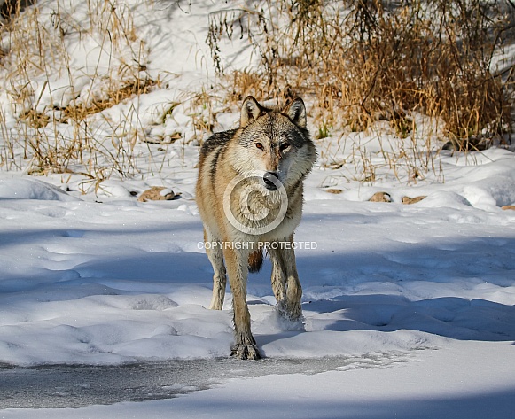 Tundra Wolf at pond Tundra Wolf at pond