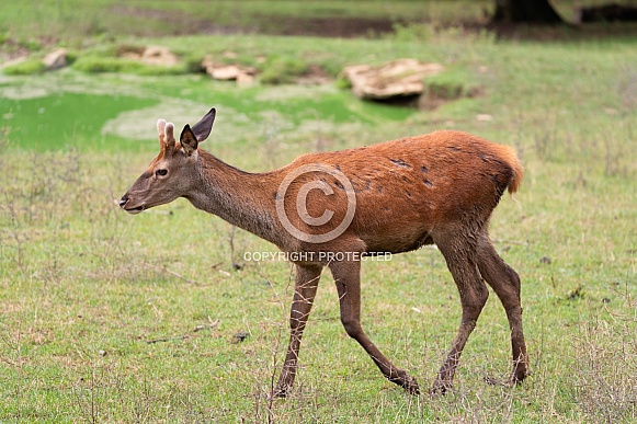 Red deer
