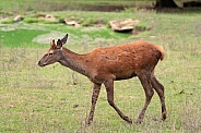 Red deer