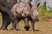 African white rhino calf