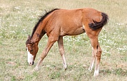 Wild Horse