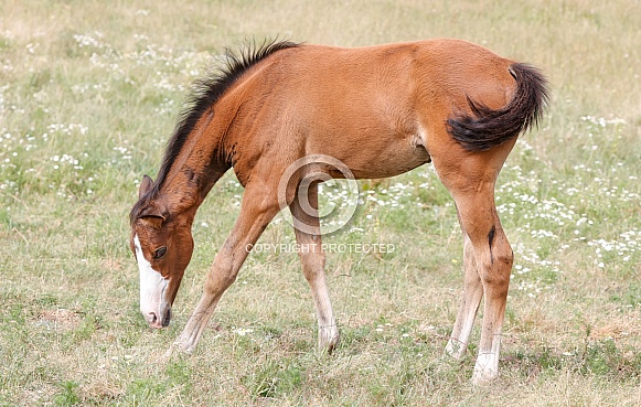 Wild Horse Wild Horse