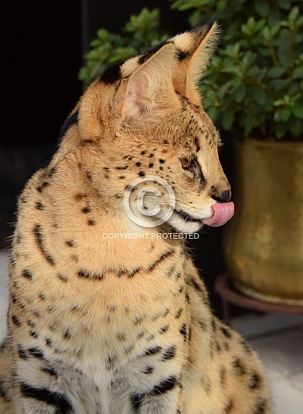 Serval Serval