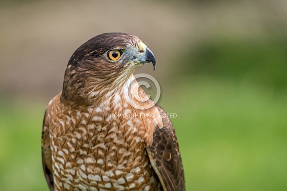 Cooper's Hawk