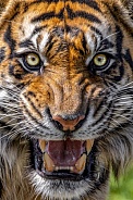 Tiger---Sumatran Tiger