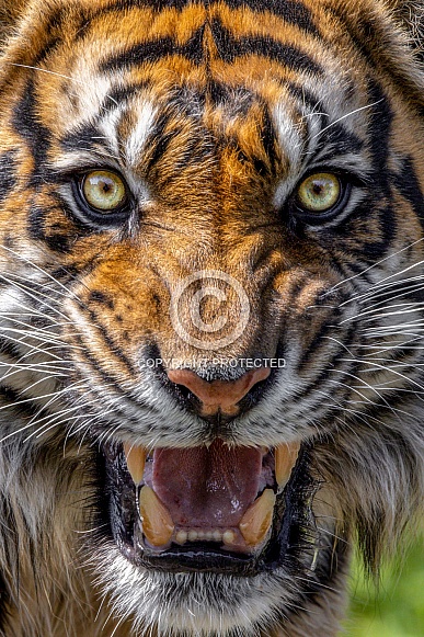 Tiger---Sumatran Tiger