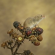 Harvest Mouse