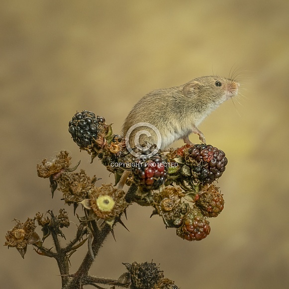 Harvest Mouse