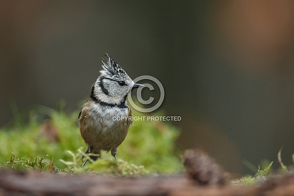 The crested tit or European crested tit