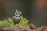 The crested tit or European crested tit