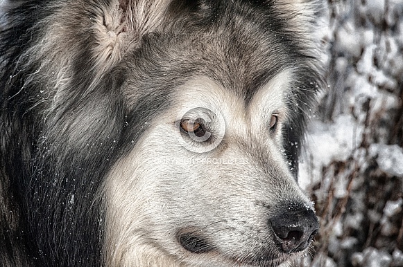 Alaskan Malamute Alaskan Malamute