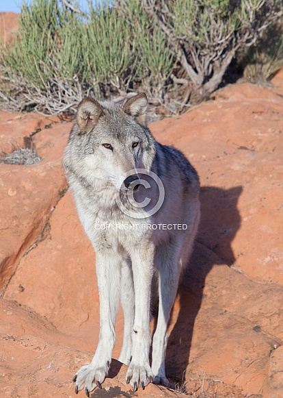 wolf, canis lupis wolf, canis lupis