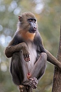 Mandrill (Mandrillus sphinx)