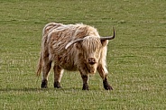 Highland Cattle-Sauvie Island Cow